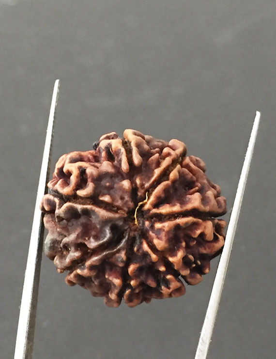 7 Mukhi Certified Nepali Rudraksha Size- 24 mm